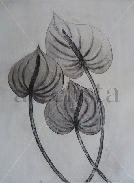 Anthurium