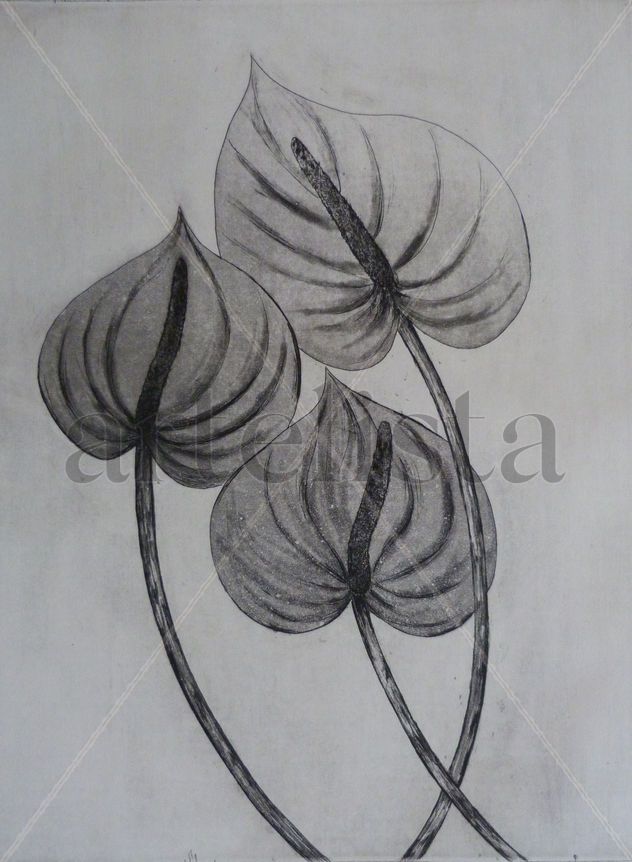 Anthurium
