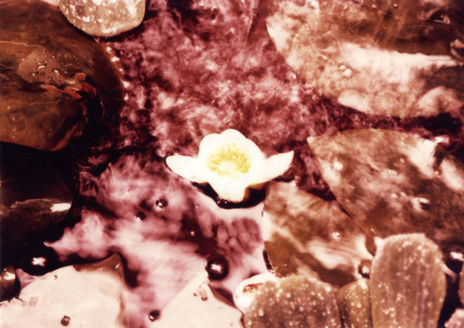 Flor