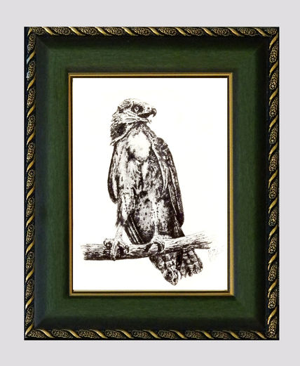 Aguila