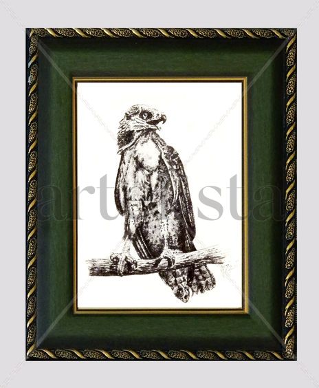 Aguila