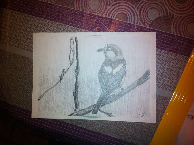 Pajaro Pencil