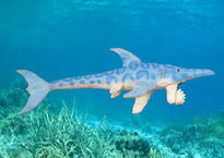 Helicoprion