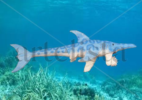 Helicoprion