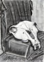 Naturaleza muerta con calavera de caballo (Still life with horse skull)