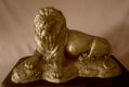 León africano echado sobre piedra