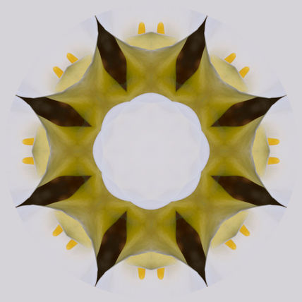 038 - florcala