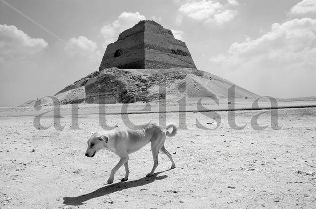 Como perro por el desierto Travel Black and White (Digital)