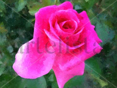 Rosa I