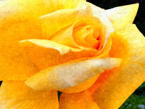 The yellow rose of...