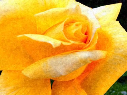 The yellow rose of...
