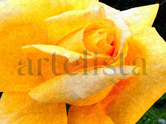 The yellow rose of Texas Nature Color (Digital)