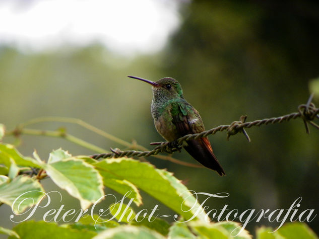 Pajarito en las montañas de Waslala - Nicaragua Nature Color (Digital)