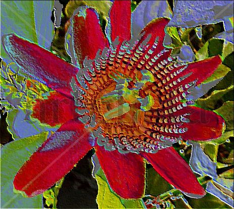 Flor de  mburucuya...