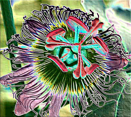 mburucuya_Passiflor...