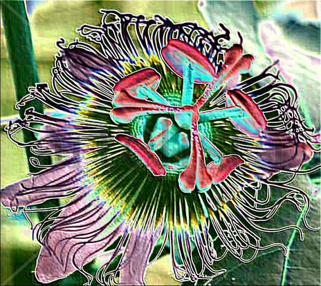 mburucuya_Passiflor...