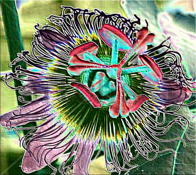 mburucuya_Passiflora_coerulea,  CON PROCESOS  DIGITALES