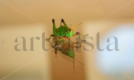 Insectos