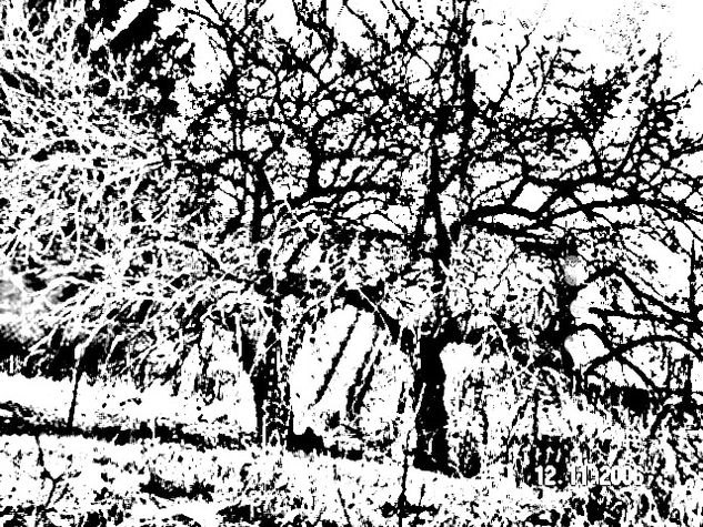 skaims apple Nature Black and White (Digital)