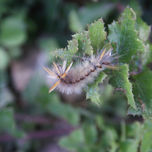 Insectos thumbnail 1