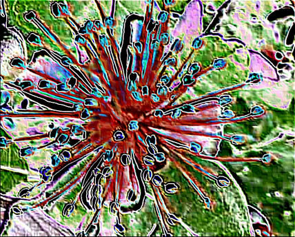 Flor  del  guayabo...