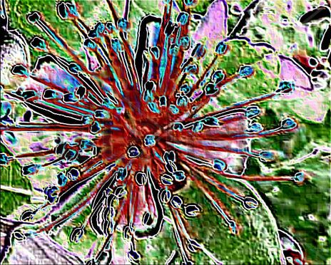 Flor  del  guayabo...