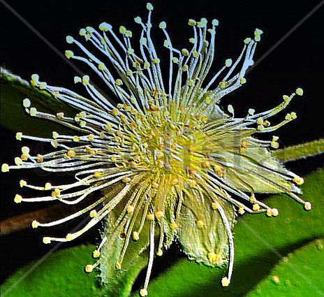Flor  del  ubajay