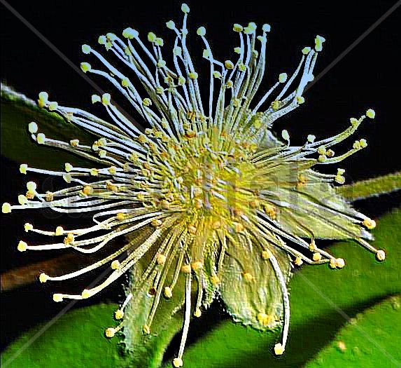 FLOR  DEL  UBAJAY
