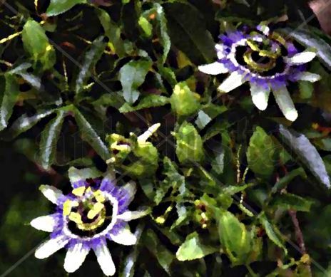 Flores ,  y  planta...