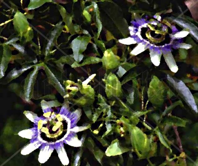 FLORES ,  Y  PLANTA  DE  MBURUCUYA  O  PASSIFLORA