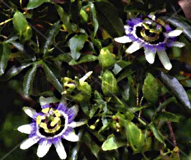 FLORES ,  Y  PLANTA  DE  MBURUCUYA  O  PASSIFLORA 