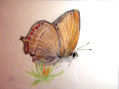 mariposa 3