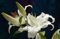 White Tiger Lilies II