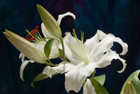 White Tiger Lilies II