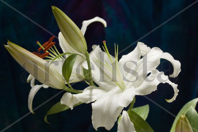 White Tiger Lilies II Nature Color (Digital)