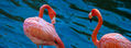 Pink Flamingo