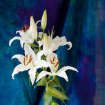 Flower Photography / Fotografía Flores thumbnail 1