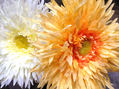 Girasoles I