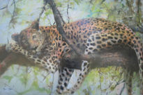 Leopardo