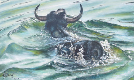 Toros en el campo