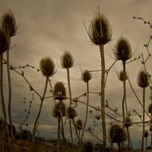 Nature/Naturaleza thumbnail 1
