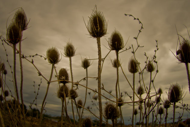Cardos en una tarde gris