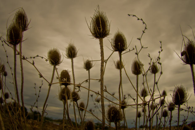 Cardos en una tarde gris Nature Color (Digital)