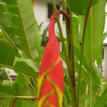 Jardines de Antigua Guatemala thumbnail 2