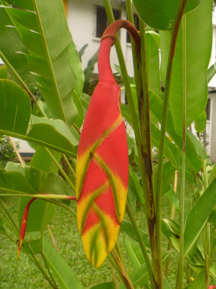 Camarones Flores