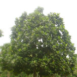 Jardines de Antigua Guatemala thumbnail 1