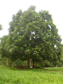 Arbol de mazapan