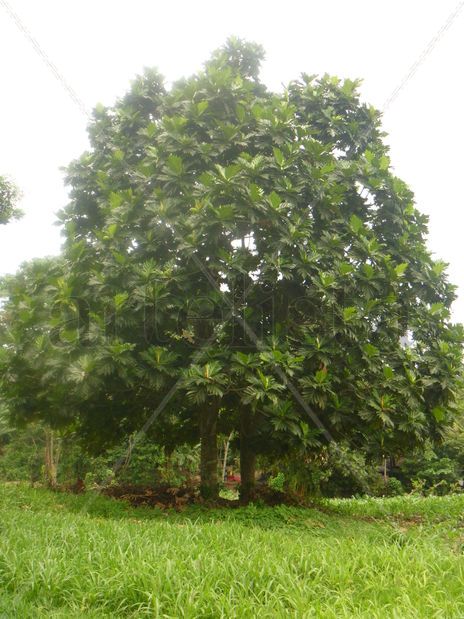 Arbol de mazapan