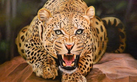 animales