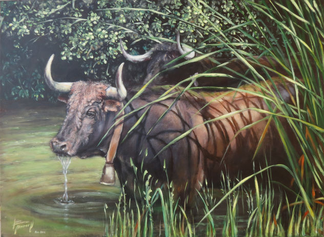 Toro bebiendo en el rio.